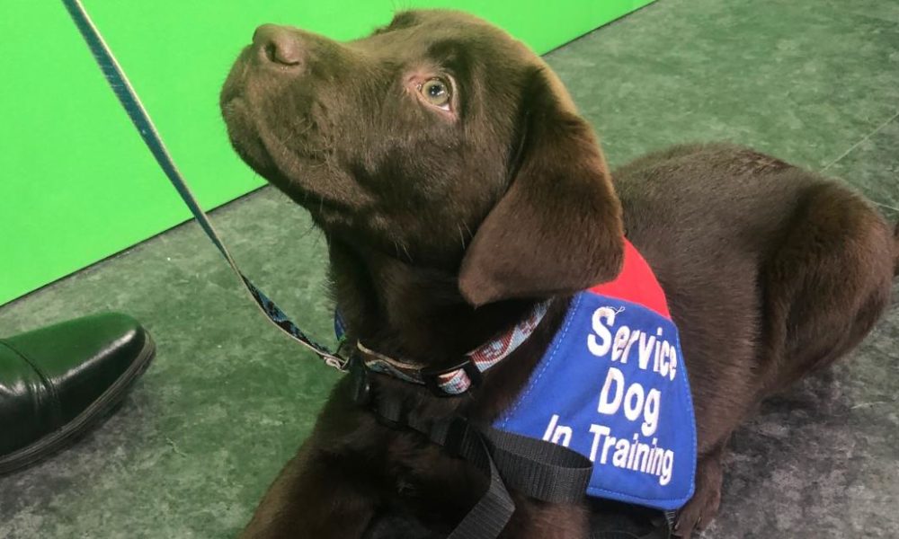 Dogs puppies baby dogs baby puppies Studio uses ‘Pup Pilates’ to raise cash for veterans