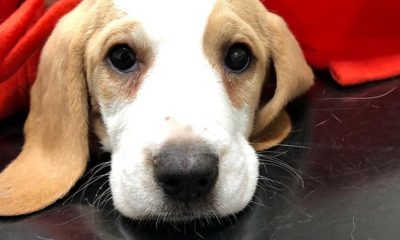 Kittens Welsh puppy farms: Vets implicated of licensing bad breeders