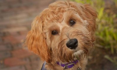 Dogs puppies baby dogs baby puppies Mutts are far better than thousandses of pure breds