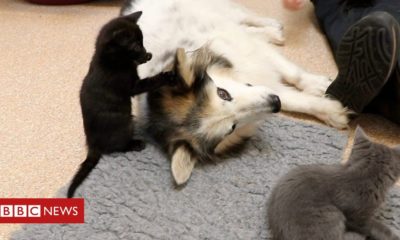 Kittens Border Collie ends up being foster mum to six abandoned kittycats