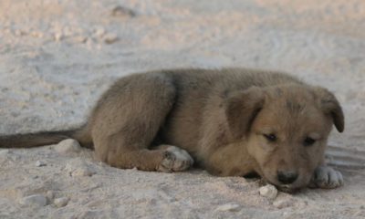 Dogs puppies baby dogs baby puppies Meet Bobe, the other dog at the Baghdadi raid