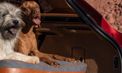 New tech gadgets gizmos hi tech Aston Martin’s first-ever SUV will have outrageously elegant choices like one for family pet owners that includes a portable family pet washer