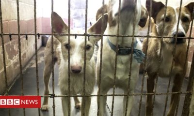 Kittens Online young puppy sales increase in the middle of animal well-being concerns