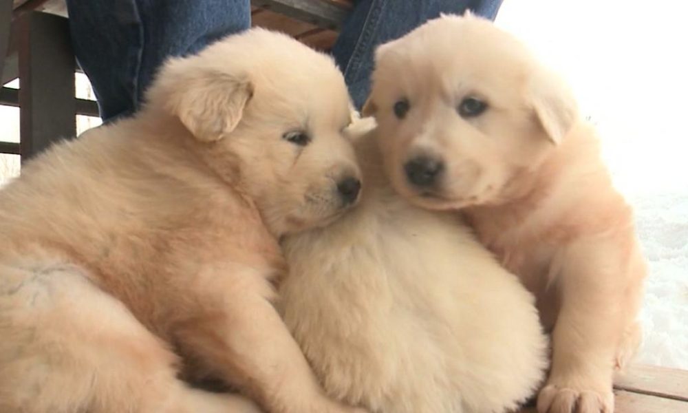 Dogs puppies baby dogs baby puppies Pups rescued on mountain, mommy left behind