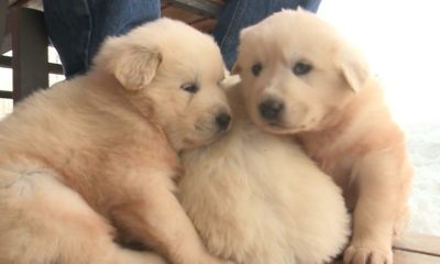 Dogs puppies baby dogs baby puppies Pups rescued on mountain, mommy left behind