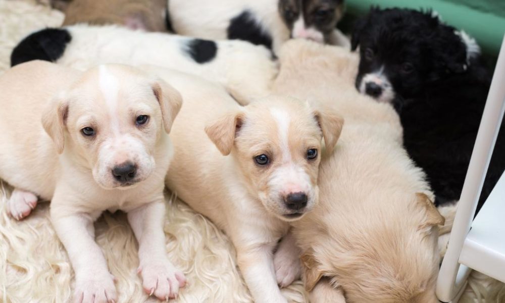 Dogs puppies baby dogs baby puppies Young puppies are making individuals sick, CDC says