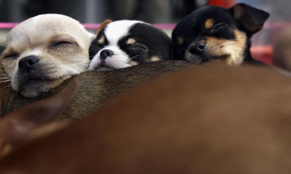Dogs puppies baby dogs baby puppies CDC: Young puppies may be making people ill