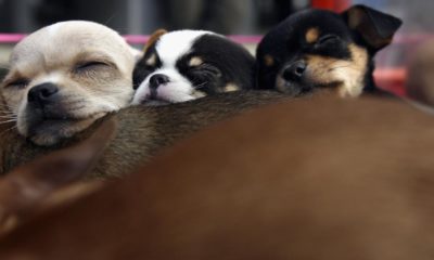 Dogs puppies baby dogs baby puppies CDC: Young puppies may be making people ill