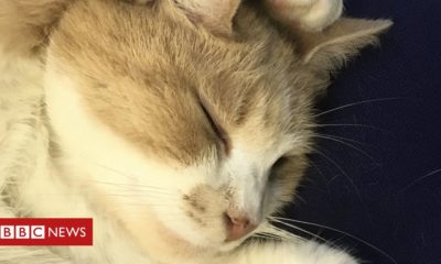 Kittens ‘King of Ruddington’ Wilbur the feline stars in charity calendar