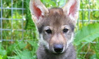 Dogs puppies baby dogs baby puppies Wolf puppies, like domesticated pet dogs, love to play fetch