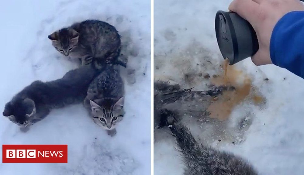 Kittens Male utilizes warm coffee to rescue kittycats frozen to ground