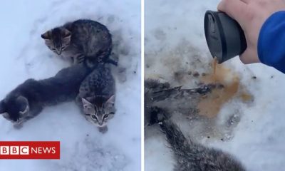 Kittens Male utilizes warm coffee to rescue kittycats frozen to ground