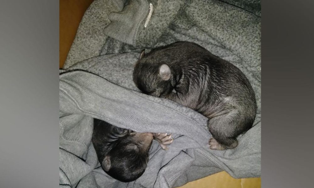 Dogs puppies baby dogs baby puppies A man believed somebody left a box of puppies on his yard. Nope, they were bear cubs