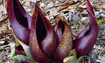 Gardening Awful-smelling plant along this United States highway has one conserving grace– it melts snow