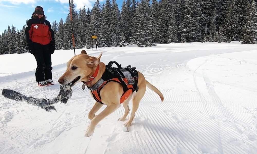 Dogs puppies baby dogs baby puppies These pups are training to assist in avalanche rescue