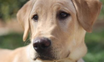 Dogs puppies baby dogs baby puppies A California couple was heartbroken to state goodbye to their precious pet dog, Marley. So they cloned him