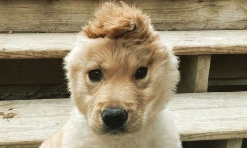 Dogs puppies baby dogs baby puppies This charming ‘unicorn’ pup has actually become a star on Instagram and TikTok