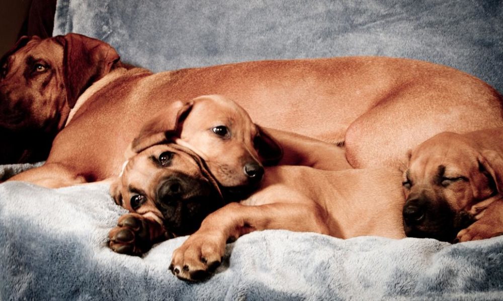 Dogs puppies baby dogs baby puppies More than 90 hours of young puppies and kitties on TV is happening
