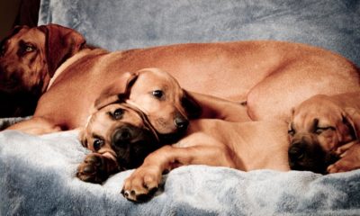 Dogs puppies baby dogs baby puppies More than 90 hours of young puppies and kitties on TV is happening