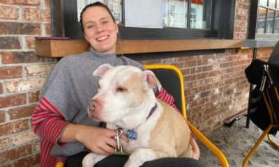 Dogs puppies baby dogs baby puppies Searching for friendship during your quarantine? This non-profit assists cover the expense to promote senior pets