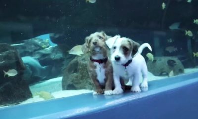 Dogs puppies baby dogs baby puppies These young puppies got to frolic in a substantial fish tank. The fish didn’t appear to care