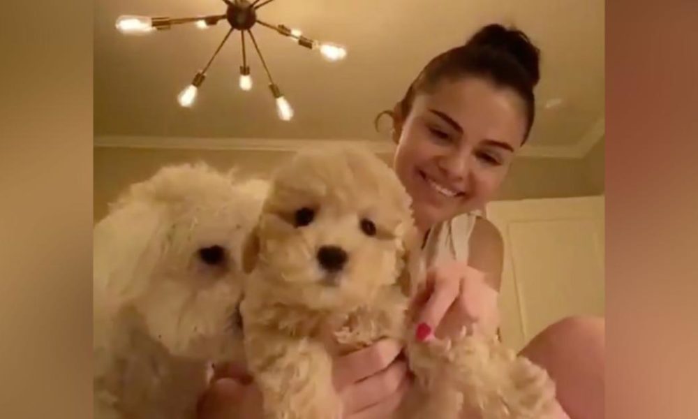 Dogs puppies baby dogs baby puppies Selena Gomez and Miley Cyrus embrace young puppies while they separate in your home