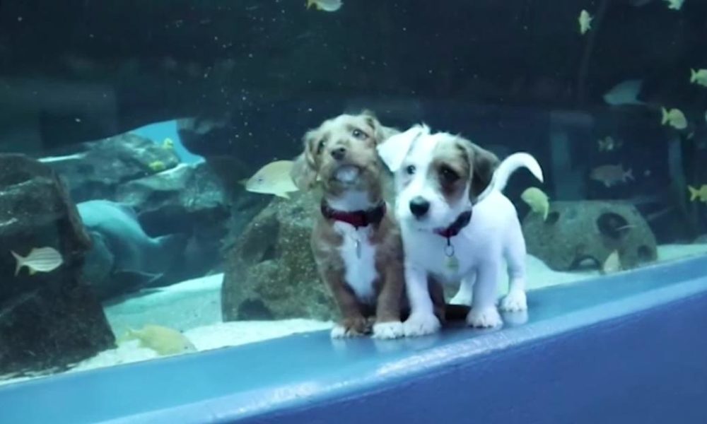 Dogs puppies baby dogs baby puppies See cute young puppies run around the Georgia Aquarium