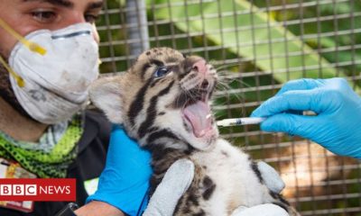 Kittens Endangered clouded leopard kittens born at US zoo