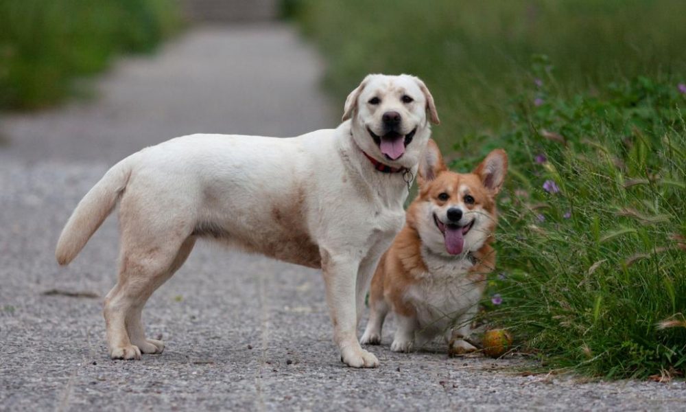 Dogs puppies baby dogs baby puppies Labs are still America’s favorite pet, but corgis are getting on them