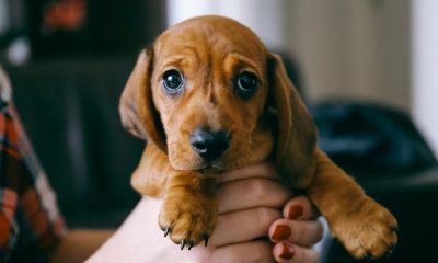 Dogs puppies baby dogs baby puppies New pet dog? Here’s everything you’ll require to make your pup pleased