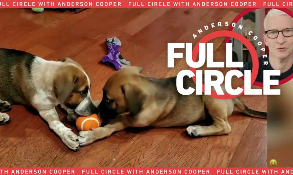 Dogs puppies baby dogs baby puppies Family offers house for foster puppies during pandemic