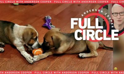 Dogs puppies baby dogs baby puppies Family offers house for foster puppies during pandemic