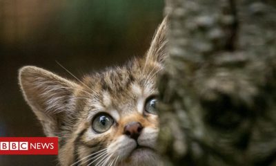 Kittens ‘Wear face coverings’ near Scottish wildcat kittycats