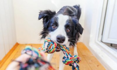 Dogs puppies baby dogs baby puppies 28 premier Amazon items your family pets will like